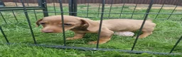 Dachshund dogs for sale: Soo cute  - Advert 10