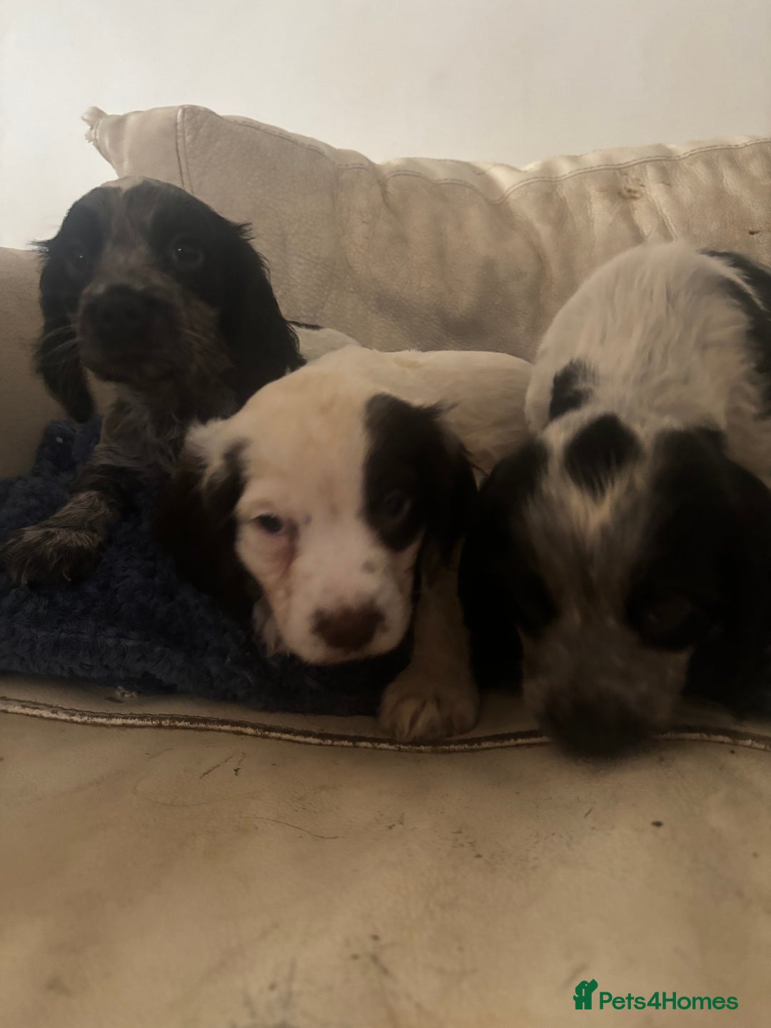 Sprocker dogs for sale: F1 high quality sprocker puppies Three boys left,  - Advert 1