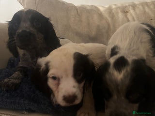 Sprocker dogs F1 high quality sprocker puppies Three boys left, - Advert 4