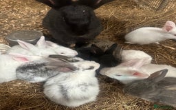 Continental Giant rabbits for sale: Baby continental giants for sale - Image 1