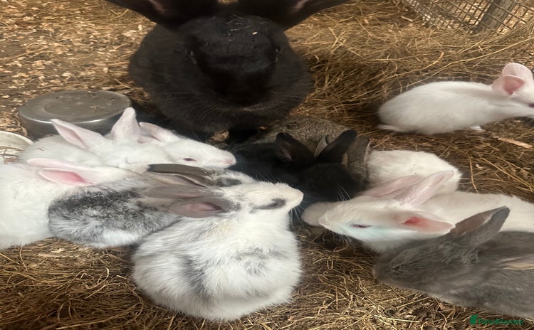 Continental Giant rabbits - Advert 1