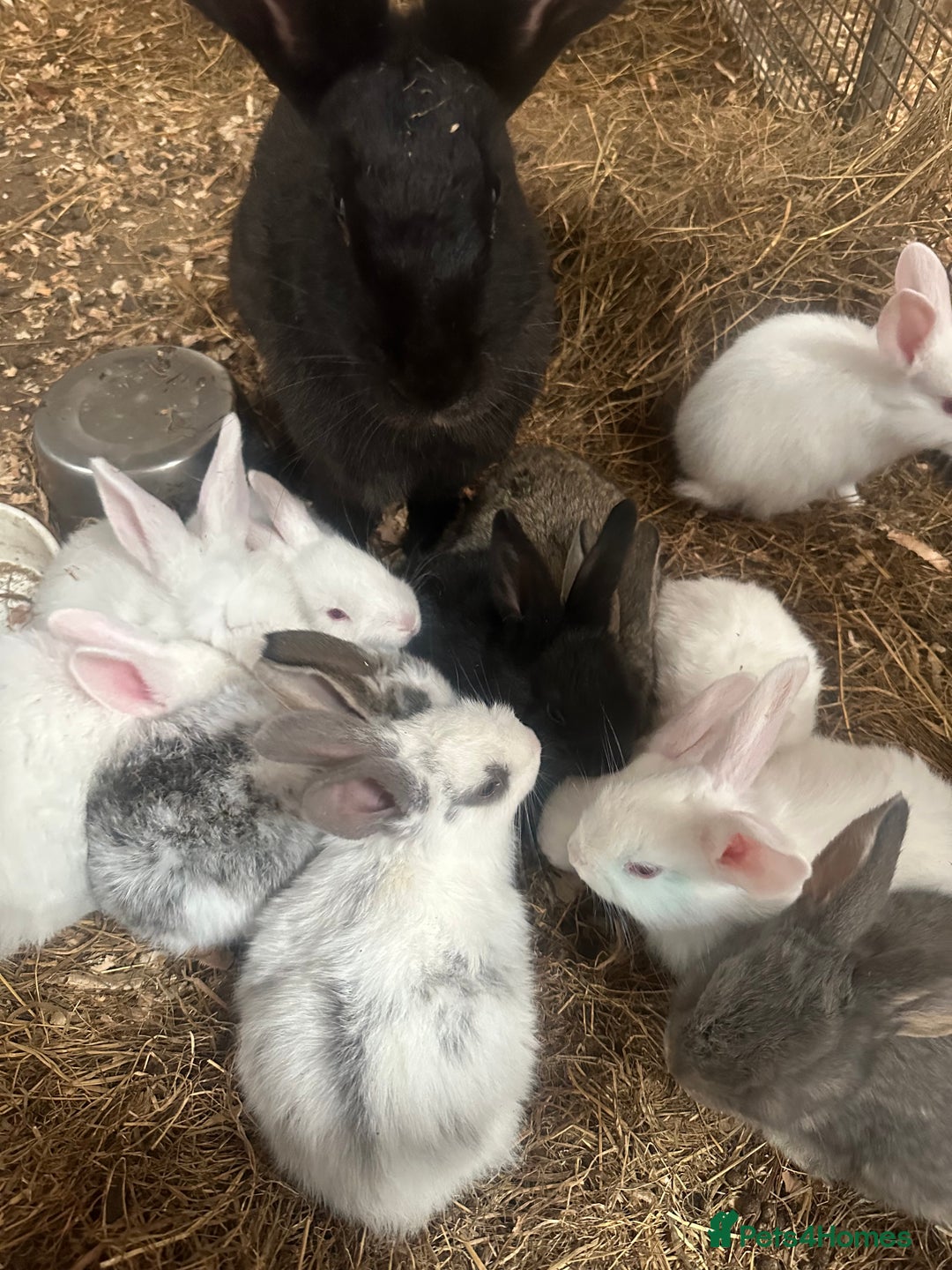 Continental Giant rabbits for sale: Baby continental giants for sale - Image 1