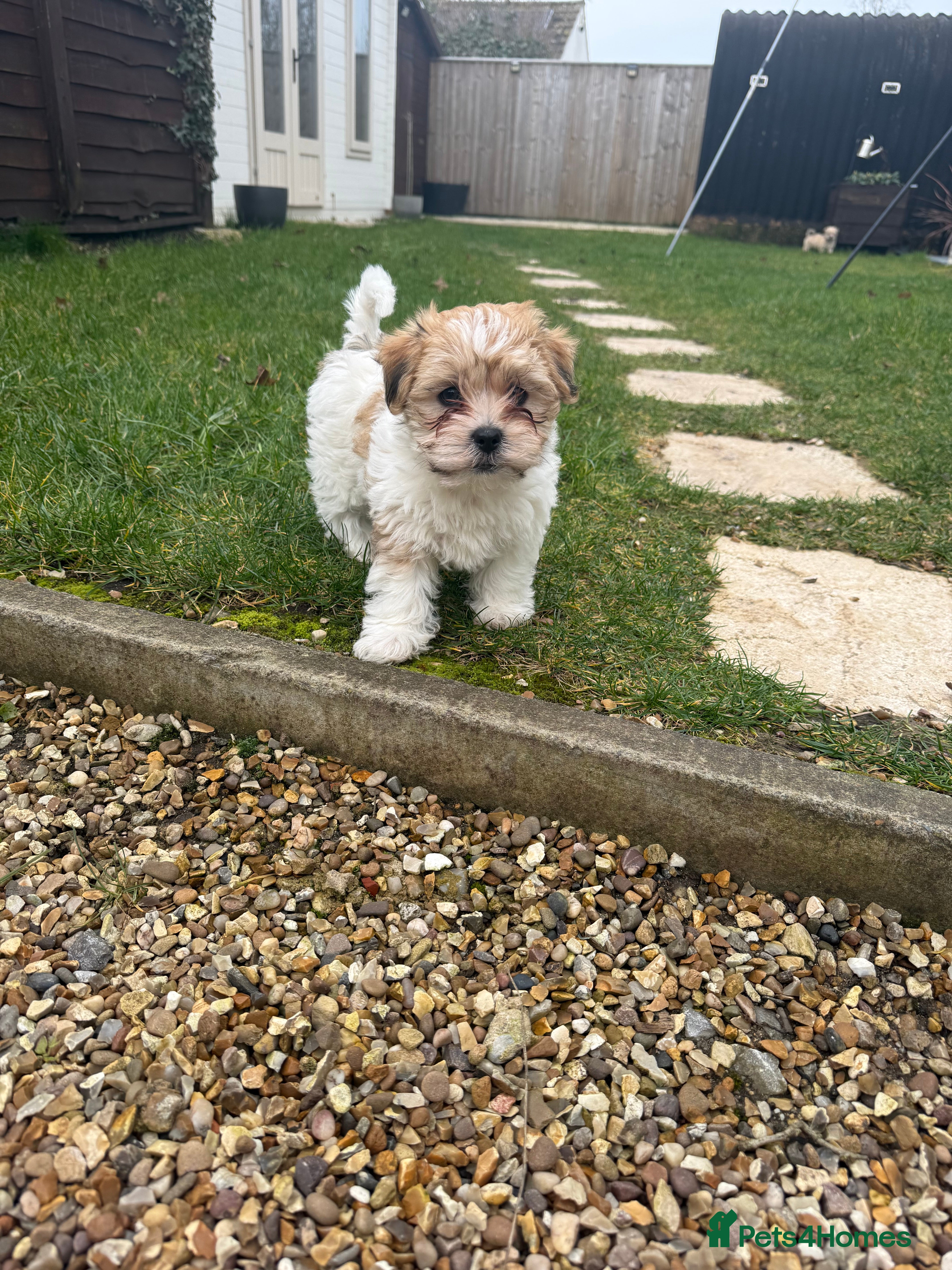 Mixed Breed dogs READY NOW Absolutely gorgeous lhatese puppies - Advert 2