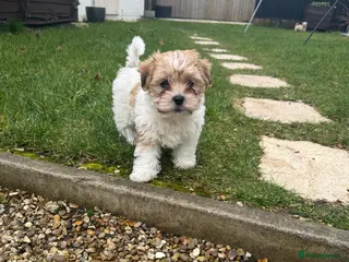 Mixed Breed dogs READY NOW Absolutely gorgeous lhatese puppies - Advert 2