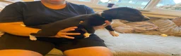 Whippet dogs for sale: Whippet x greyhound  - Advert 4