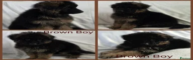 Brown Boy (Rehomed)