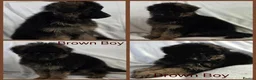 German Shepherd dogs for sale: Gorgeous German Shepherd Puppies For Sale - Advert 23