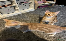 Highlander cats for sale: Misha & Lucky for sale. - Image 4
