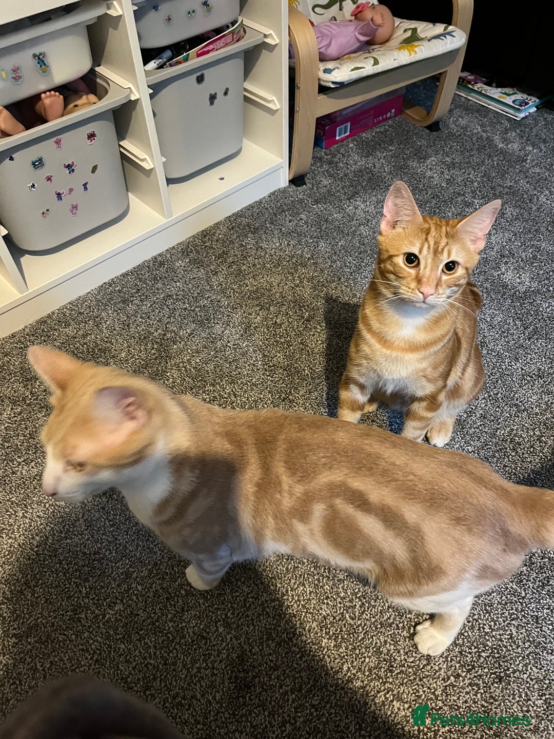 Highlander cats for sale: Misha & Lucky for sale. - Image 4