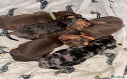 Miniature Dachshund dogs for sale: KC Reg Pedigree Mini Smooth Haired Dachshunds - Image 15