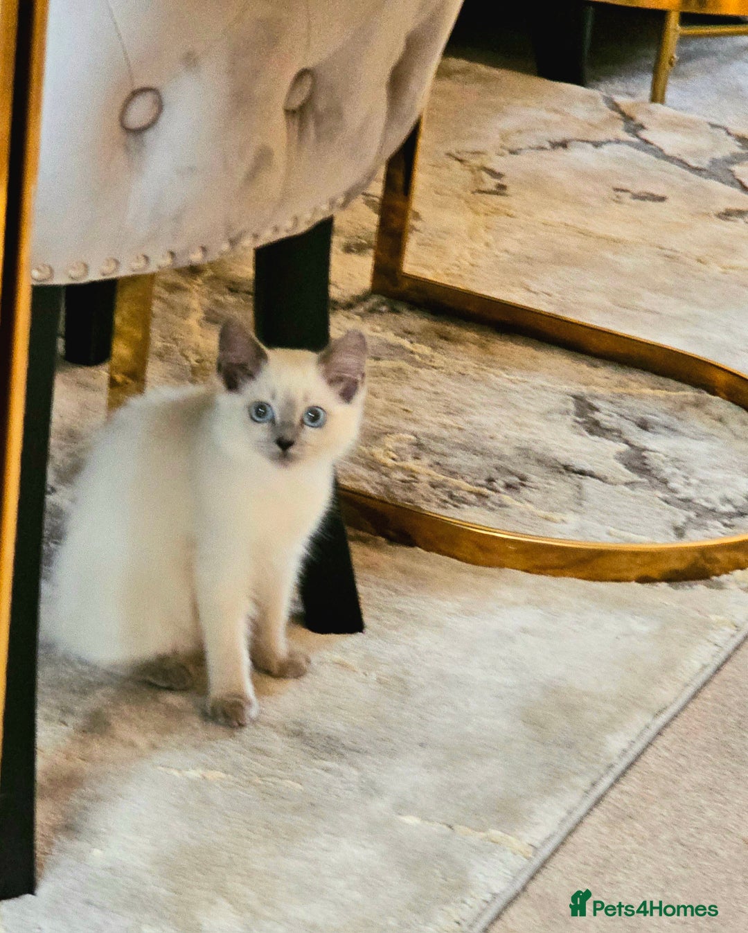 Ragdoll cats for sale: Champion dad Pedigree ragdolls GCCF  - Image 18