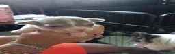 Chihuahua dogs for sale: Chihuahua puppies - Advert 10