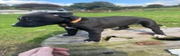Lurcher dogs for sale: Beautiful Lurchers puppies  - Advert 5