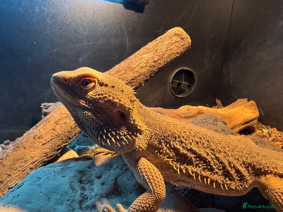Bearded Dragon reptiles for sale: Male bearded dragons - Image 11