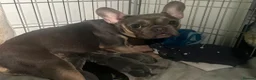 Mixed Breed dogs for sale: French bulldog cross spaniel mix breed - Advert 1