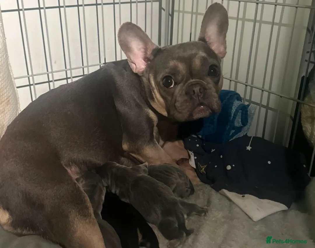 Mixed Breed dogs for sale: French bulldog cross spaniel mix breed - Advert 1