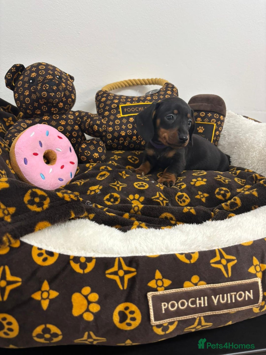 Miniature Dachshund dogs for sale: beautiful miniature dachshund puppies available  - Advert 19