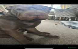Shar Pei dogs for stud: Shar pei stud  - Image 1