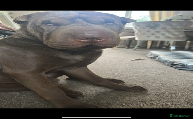 Shar Pei dogs - Advert 1