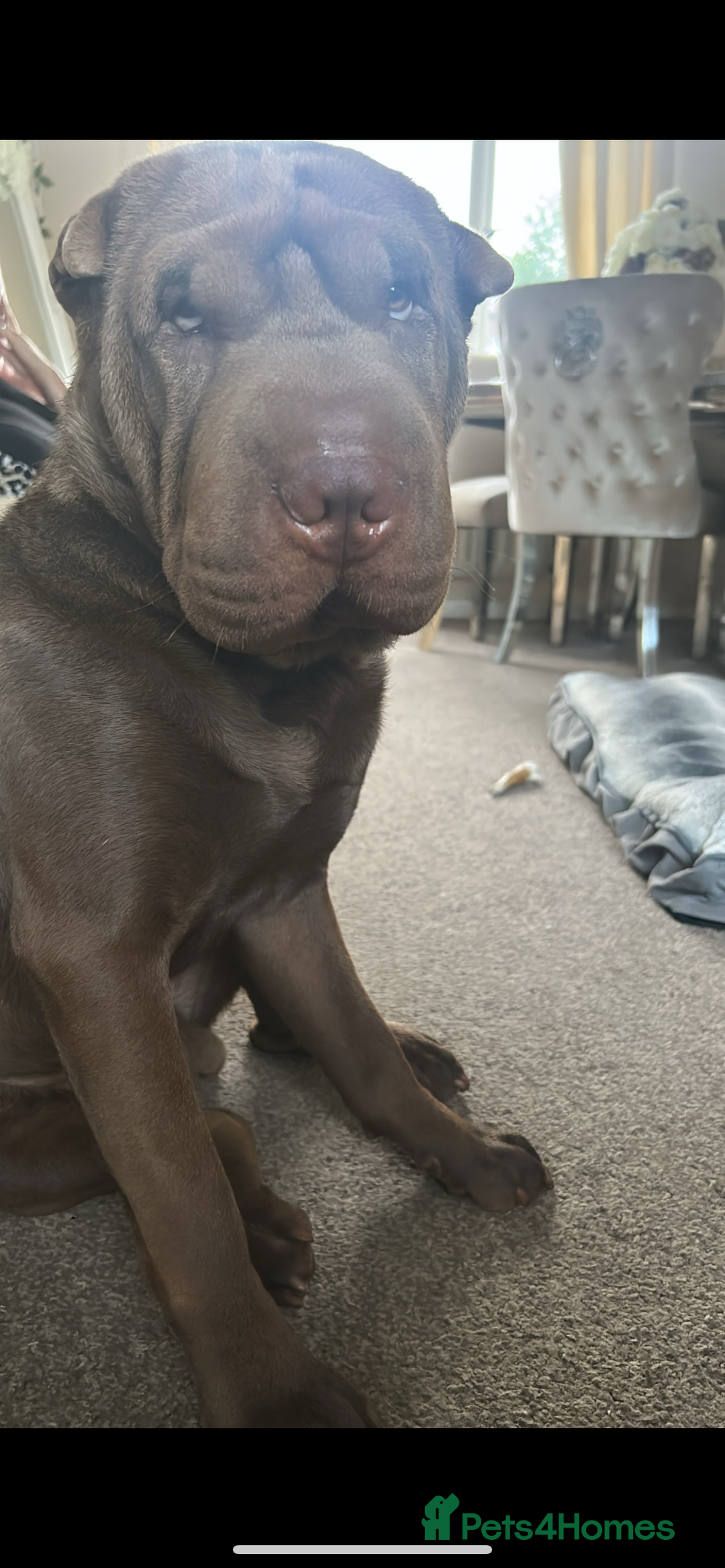 Shar Pei dogs for stud: Shar pei stud  - Image 1