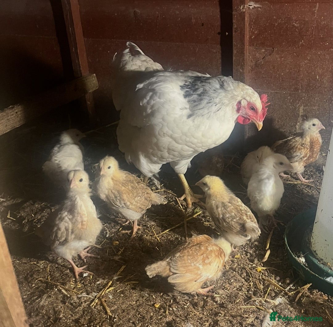 Chickens poultry for sale: Lights Sussex mum with & mixed chicks  - Image 2