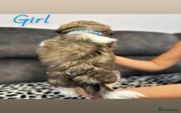 Shih Tzu dogs for sale: 🩷 Beautiful Shitzu Puppies 🩷 - Image 14