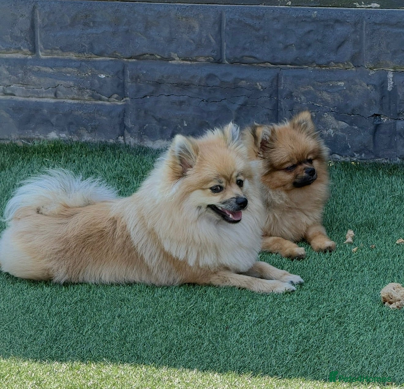 Pomeranian dogs Mr and miss  - Advert 1