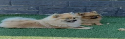 Pomeranian dogs for sale: Mr and miss  - Advert 1