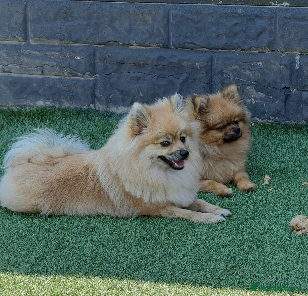 Pomeranian dogs for sale: Mr and miss  - Advert 1