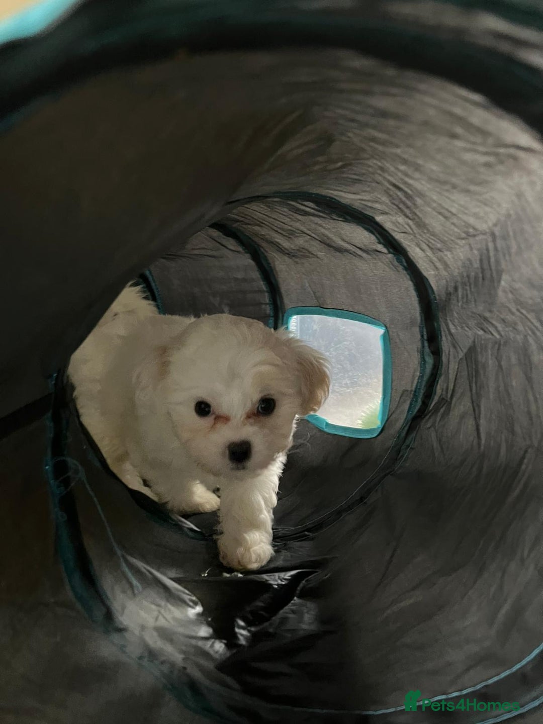 Mixed Breed dogs for sale: Two Gorgeous Puppies Remaining!  - Advert 7