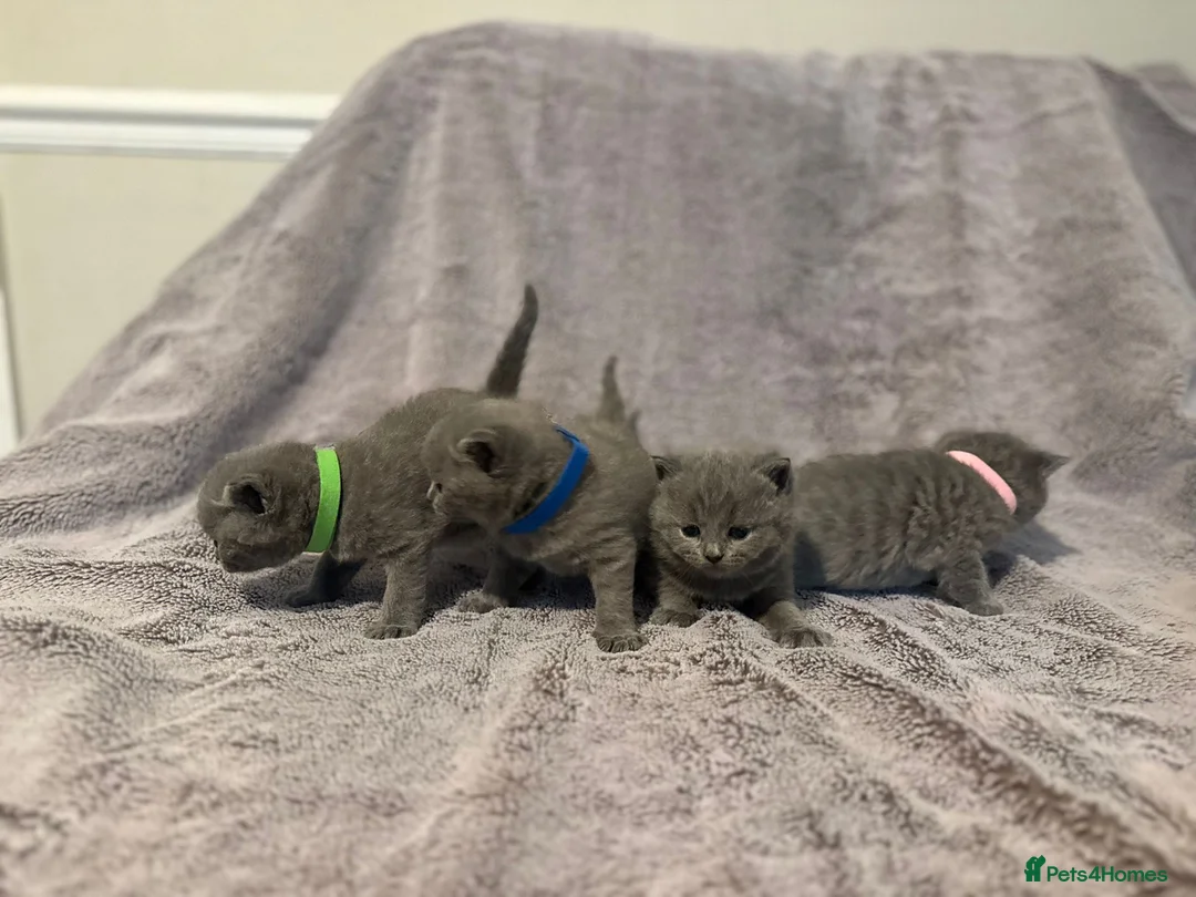 British Shorthair cats for stud: Britishshorthair stud - Advert 2