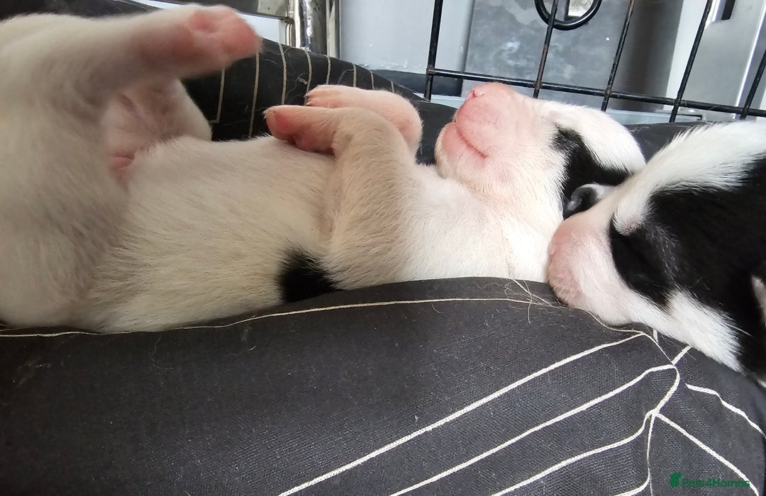 Siberian Husky dogs for sale: Husky puppies for sale  - Image 4