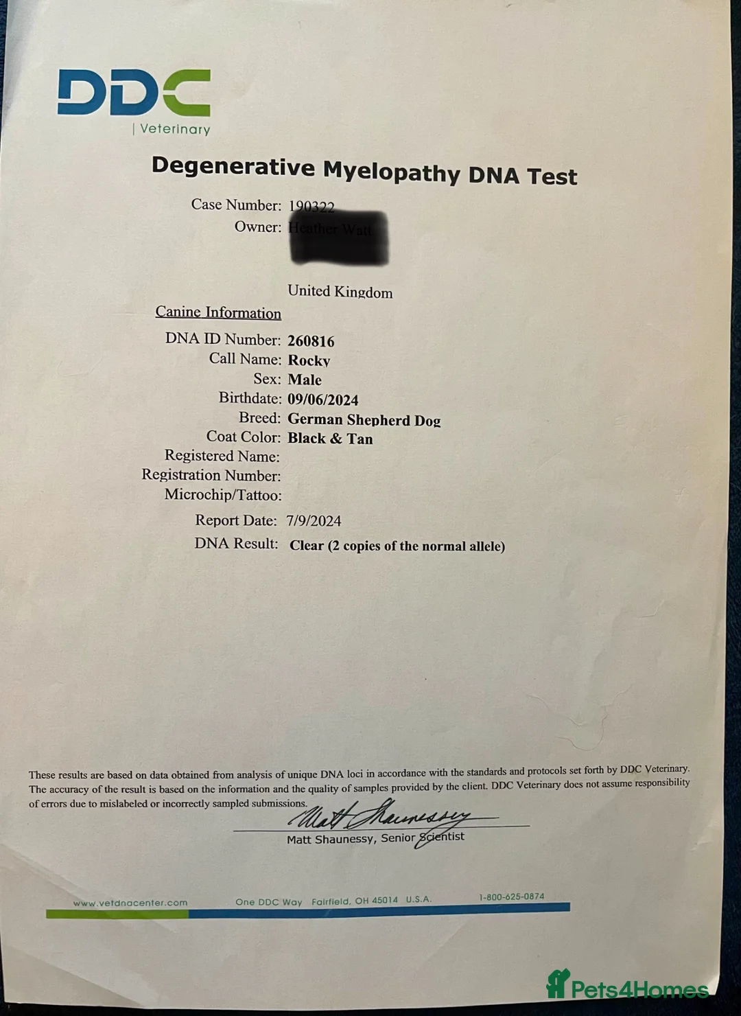 German Shepherd dogs for sale: Mixed KC Registered Long Hair GSD DM Clear - Advert 4