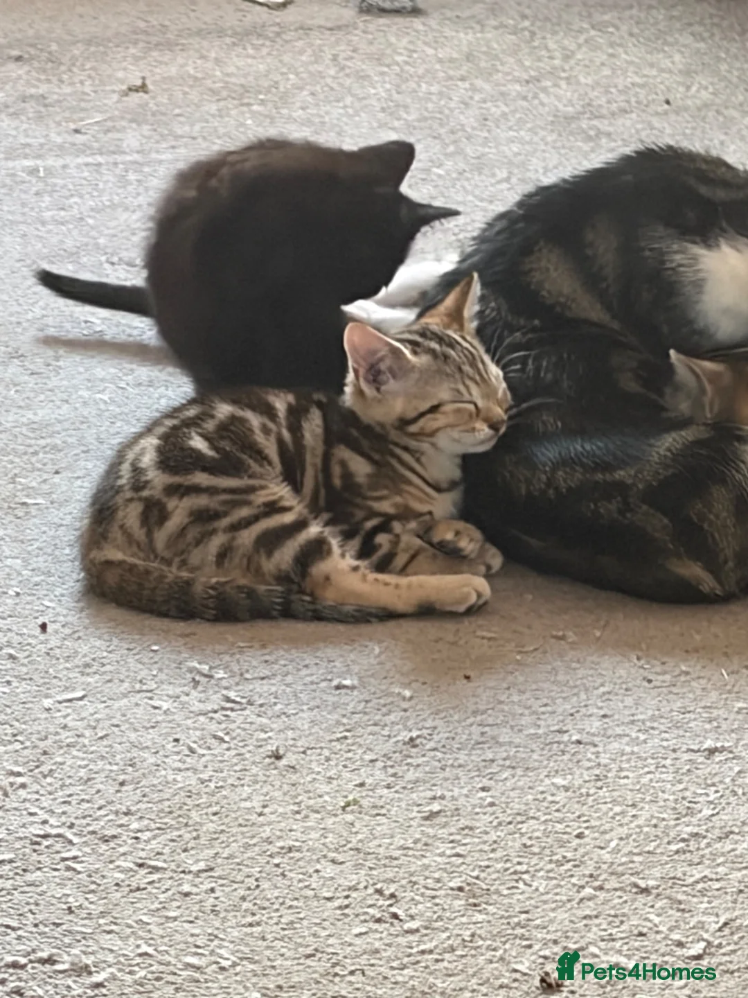 Mixed Breed cats for sale: 3 girls and one black boy - Advert 2