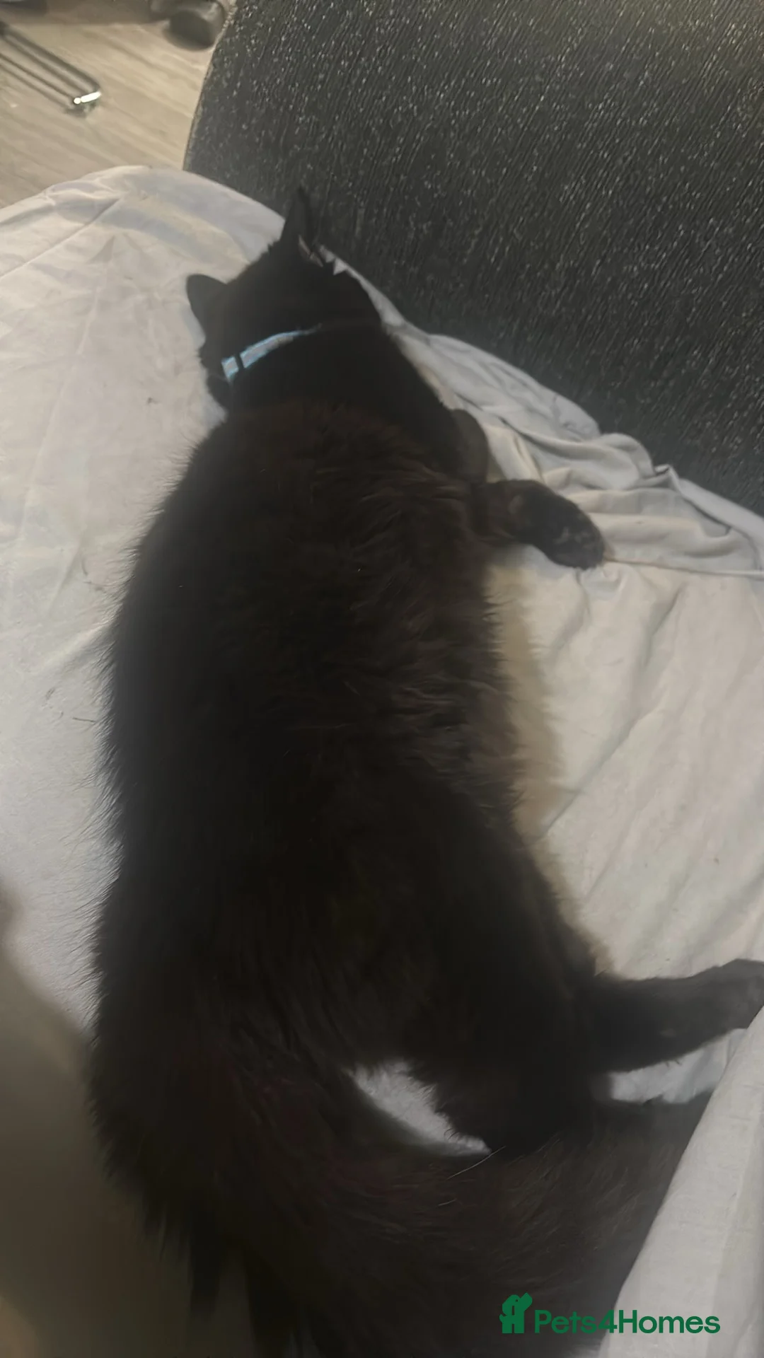 Mixed Breed cats for sale: Bonded sisters  - Advert 2