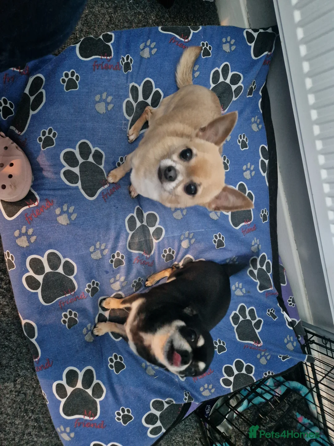 Chihuahua dogs for sale: Rambo and Roxy - Advert 2