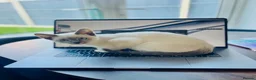 Snowshoe cats for sale: Snowshoe kitten  Looking for a Loving Home - Advert 19