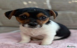 Jack Russell dogs for sale: Traditional Miniature Jack Russell Puppies! - Advert 20