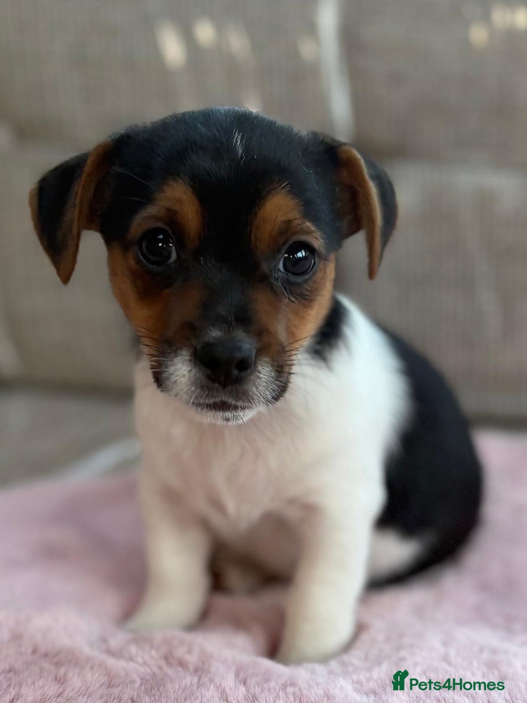 Jack Russell dogs for sale: Traditional Miniature Jack Russell Puppies! - Advert 20