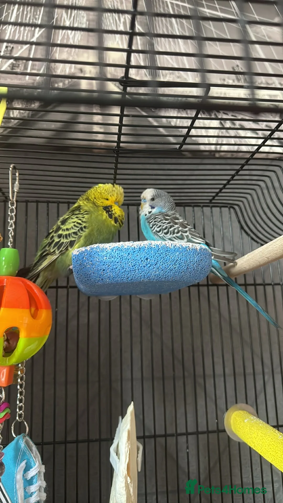 Budgerigars birds for sale: Cage and 3 Budgies for sale - Advert 4