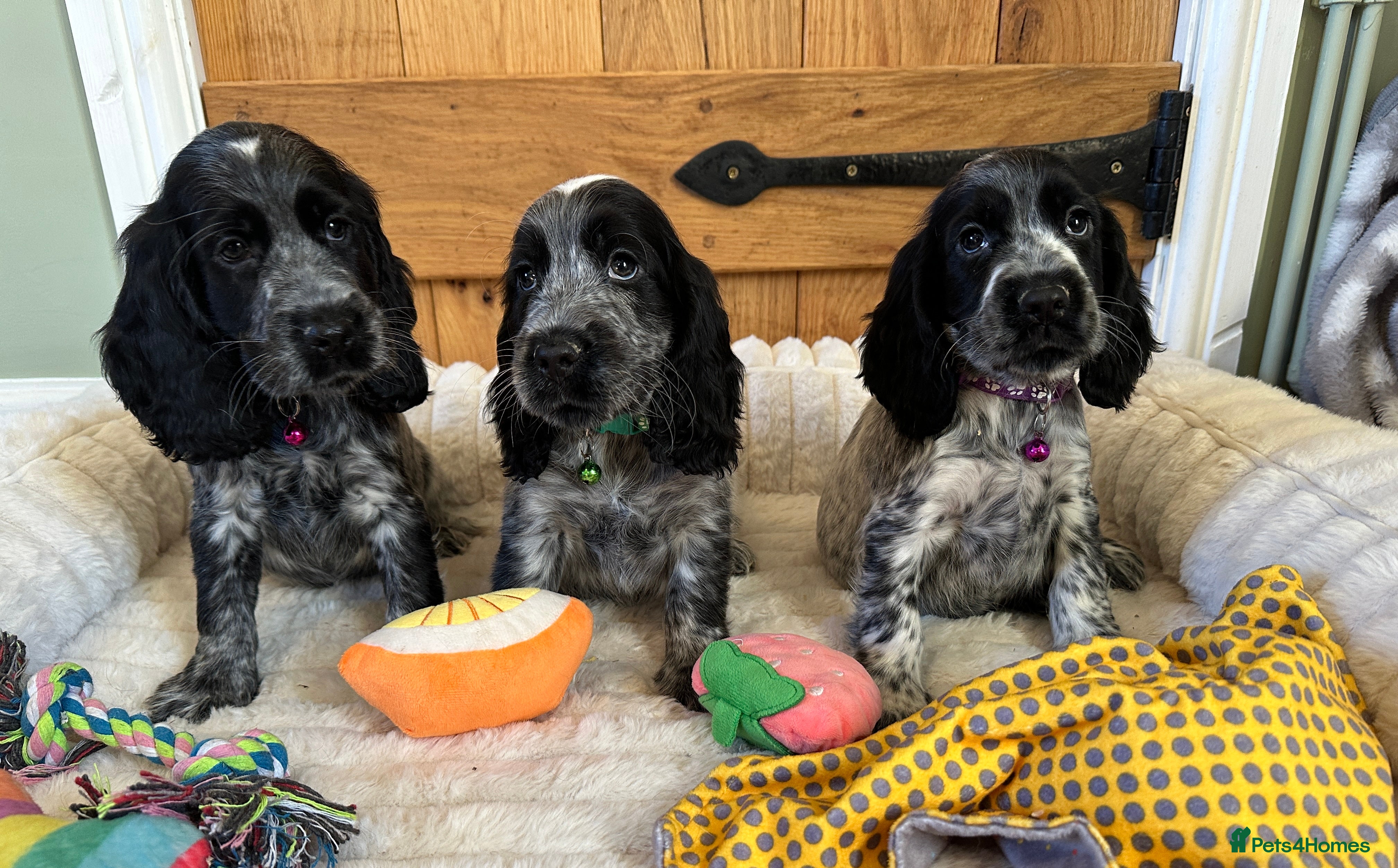 Cocker Spaniel dogs KC Registered Show Type Cocker Spaniels - Advert 10