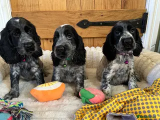 Cocker Spaniel dogs KC Registered Show Type Cocker Spaniels - Advert 10