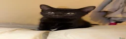 Mixed Breed cats for sale: 4 beautiful kittens ready for a safe/loving home  - Advert 13