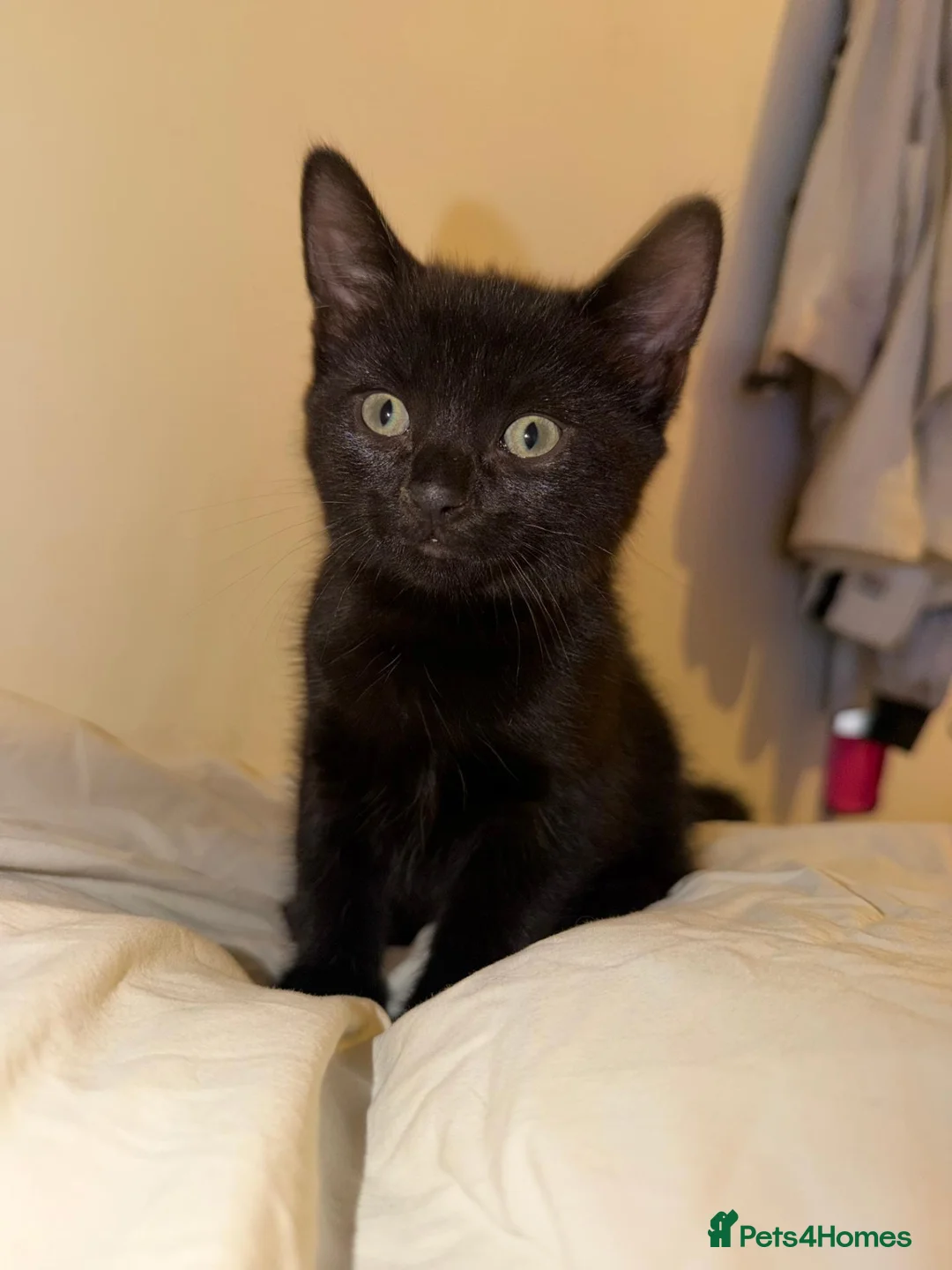 Mixed Breed cats for sale: 4 beautiful kittens ready for a safe/loving home  - Advert 13