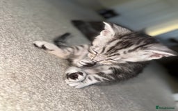 Maine Coon cats for sale: ✨2 Boys and 3 Girls Maine Coon kittens ✨🐾 - Image 16