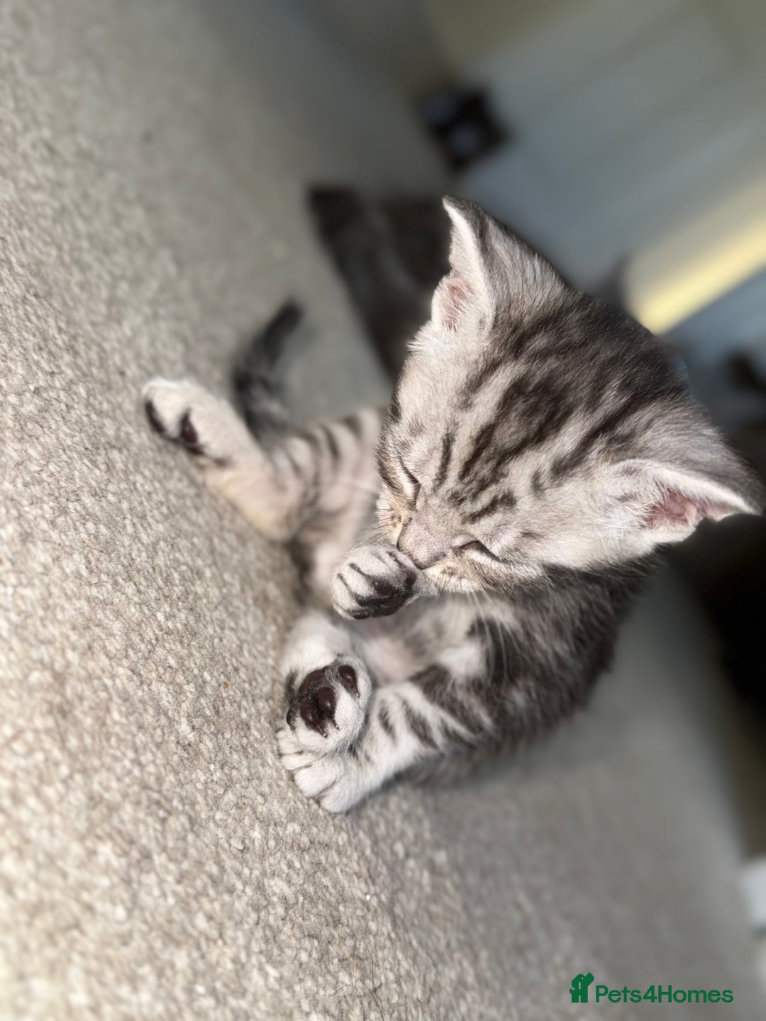 Maine Coon cats for sale: ✨2 Boys and 3 Girls Maine Coon kittens ✨🐾 - Image 16