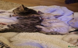 Bengal cats for sale: 4 bengal cross tabby kittens  - Image 14