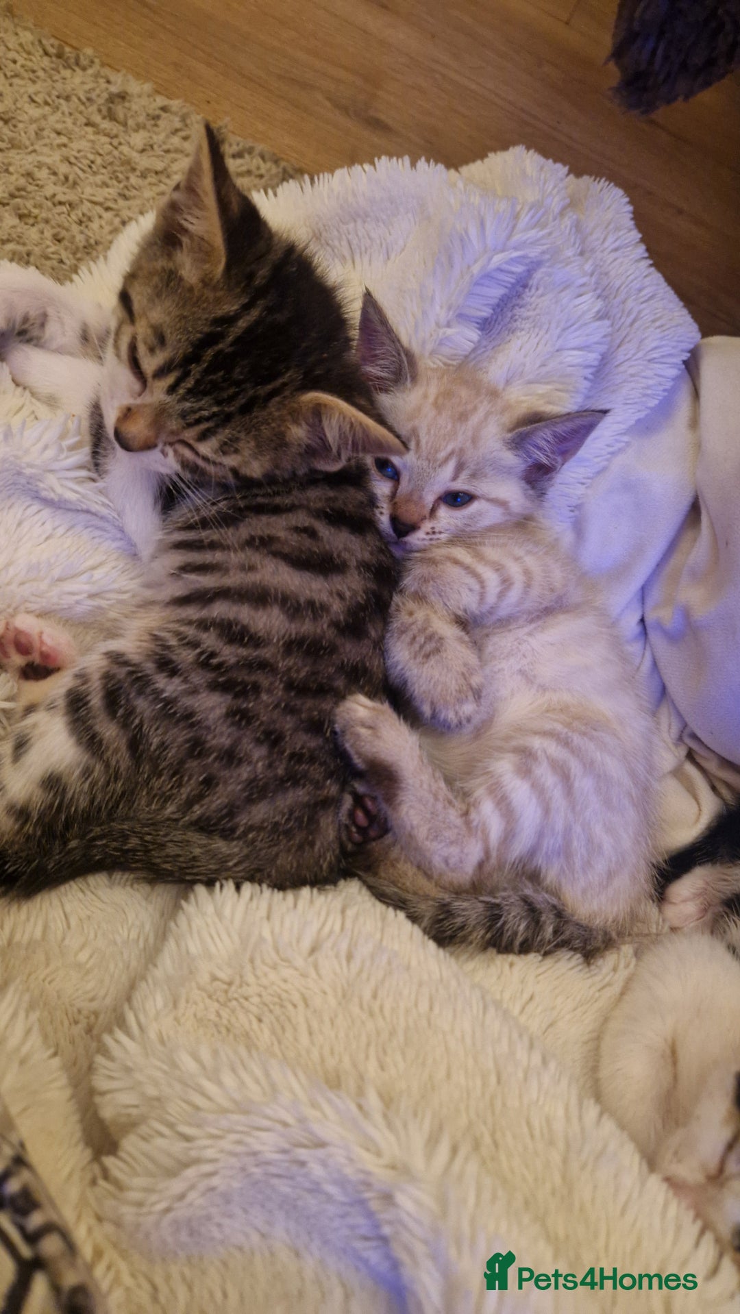 Bengal cats for sale: 4 bengal cross tabby kittens  - Image 14