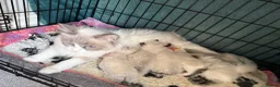 Ragdoll cats for sale: 6 Beautiful boy purebred ragdolls  - Advert 4