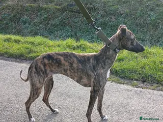 Whippet dogs 8 month old kc registered female whippet - Advert 7